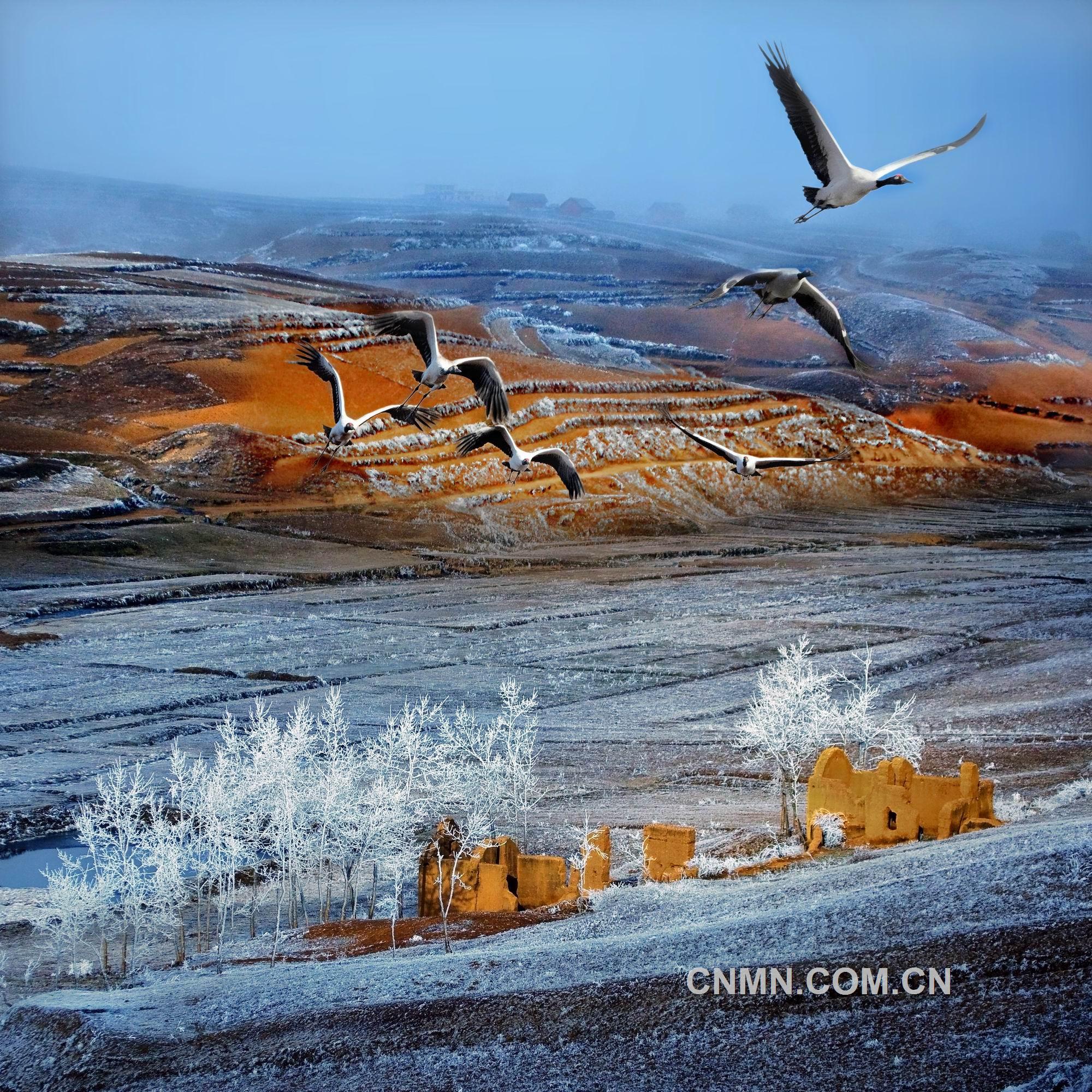 仙鶴麗影 周譽 攝(1)