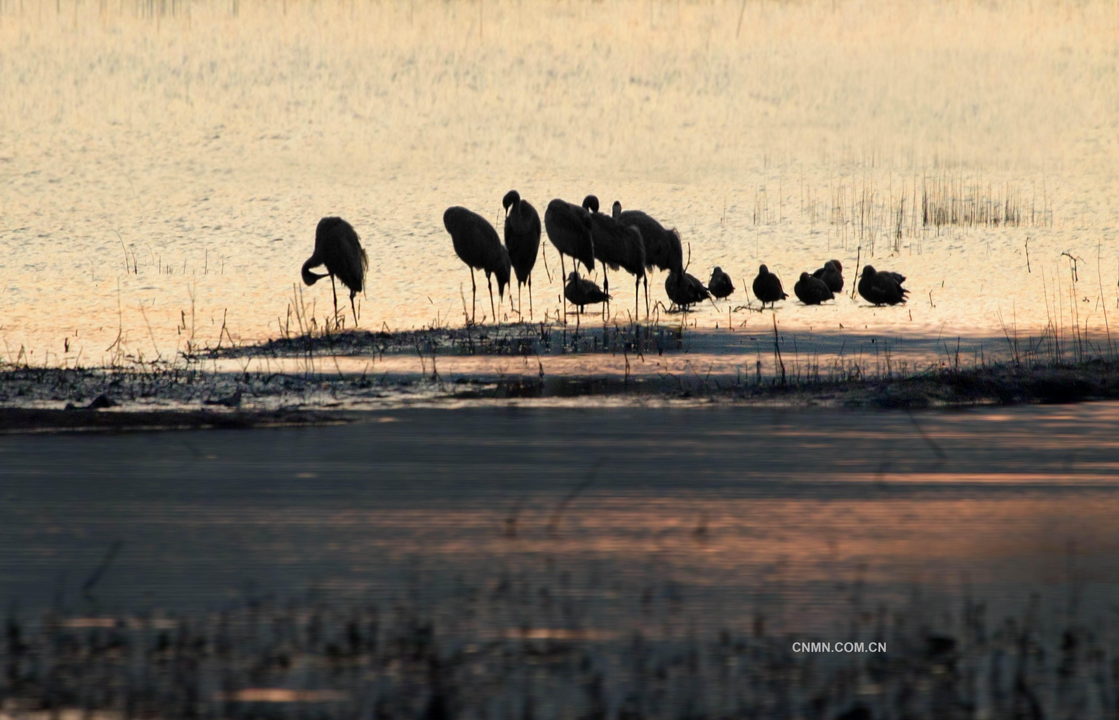 仙鶴麗影 周譽 攝(2)
