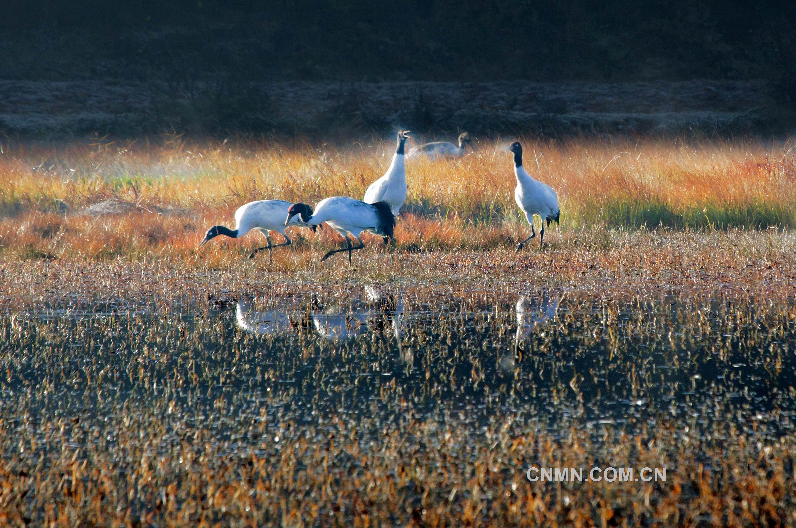 仙鶴麗影 周譽 攝(3)