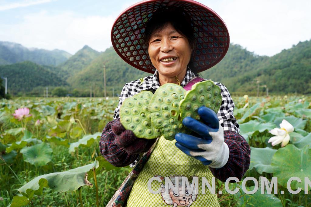 曲江村貧困戶龔樟英到合作社采摘蓮子(曾黃林 攝)